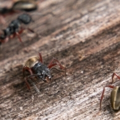 Dolichoderus scabridus at Paddys River, ACT - 15 Dec 2018