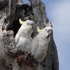 Cacatua galerita at Deakin, ACT - 5 Jan 2019