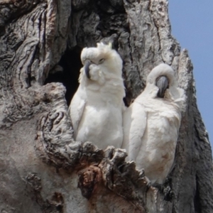 Cacatua galerita at Deakin, ACT - 5 Jan 2019