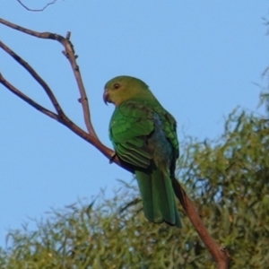 Alisterus scapularis at Hughes, ACT - 6 Jan 2019