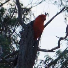 Alisterus scapularis at Hughes, ACT - 6 Jan 2019