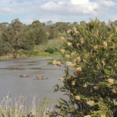 Callistemon sieberi (River Bottlebrush) at Tuggeranong, ACT - 18 Dec 2018 by michaelb