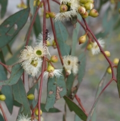 Eucalyptus melliodora (Yellow Box) at Hughes, ACT - 7 Jan 2019 by JackyF