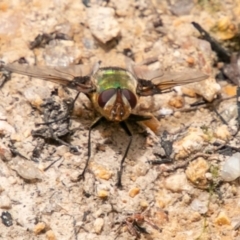 Rutilia (Chrysorutilia) formosa (A Bristle fly) at Paddys River, ACT - 15 Dec 2018 by SWishart
