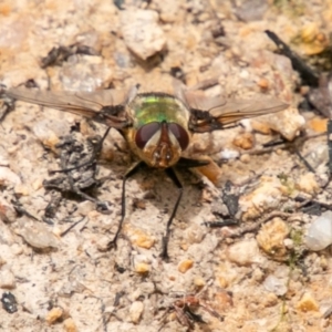 Rutilia (Chrysorutilia) formosa at Paddys River, ACT - 15 Dec 2018