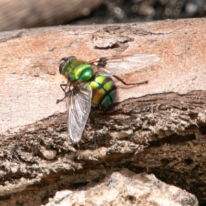 Rutilia (Chrysorutilia) formosa at Paddys River, ACT - 15 Dec 2018