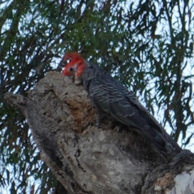 Callocephalon fimbriatum (Gang-gang Cockatoo) at Federal Golf Course - 6 Jan 2019 by JackyF