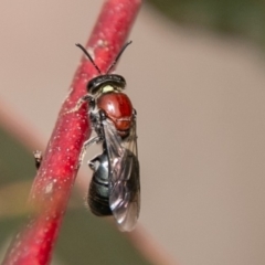 Euryglossa ephippiata (Saddleback Euryglossine Bee) at Paddys River, ACT - 15 Dec 2018 by SWishart
