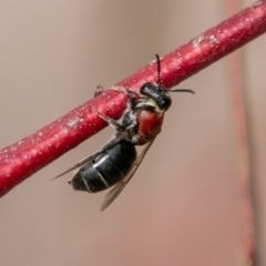 Euryglossa ephippiata at Paddys River, ACT - 15 Dec 2018