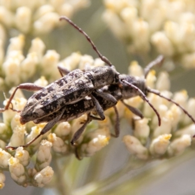 Pempsamacra dispersa (Longhorn beetle) at Paddys River, ACT - 15 Dec 2018 by SWishart