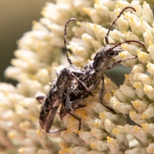 Pempsamacra dispersa at Paddys River, ACT - 15 Dec 2018