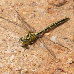 Austrogomphus guerini (Yellow-striped Hunter) at Paddys River, ACT - 15 Dec 2018 by SWishart