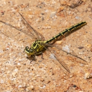 Austrogomphus guerini at Paddys River, ACT - 15 Dec 2018 01:26 PM