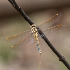 Hemicordulia tau (Tau Emerald) at Paddys River, ACT - 15 Dec 2018 by SWishart