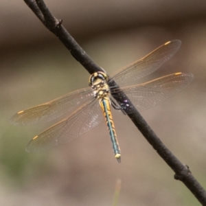 Hemicordulia tau at Paddys River, ACT - 15 Dec 2018