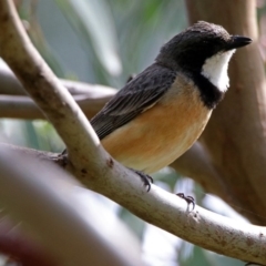 Pachycephala rufiventris (Rufous Whistler) at Fyshwick, ACT - 2 Jan 2019 by RodDeb