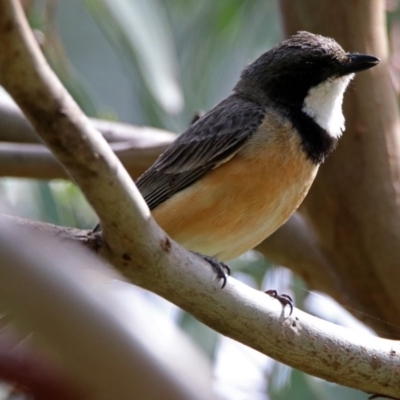 Pachycephala rufiventris (Rufous Whistler) at Fyshwick, ACT - 3 Jan 2019 by RodDeb