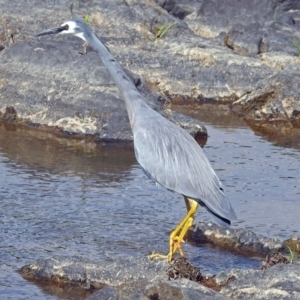 Egretta novaehollandiae at Gordon, ACT - 7 Jan 2019