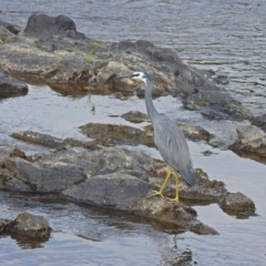 Egretta novaehollandiae at Gordon, ACT - 7 Jan 2019