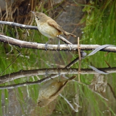 Acrocephalus australis (Australian Reed-Warbler) at Paddys River, ACT - 7 Jan 2019 by RodDeb