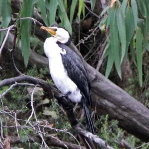 Microcarbo melanoleucos at Paddys River, ACT - 7 Jan 2019