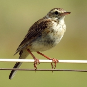 Anthus australis at Paddys River, ACT - 7 Jan 2019