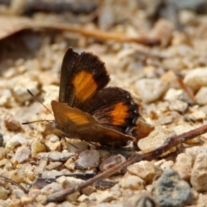 Paralucia aurifera at Paddys River, ACT - 7 Jan 2019