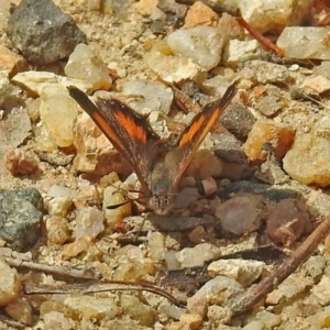 Paralucia aurifera at Paddys River, ACT - 7 Jan 2019