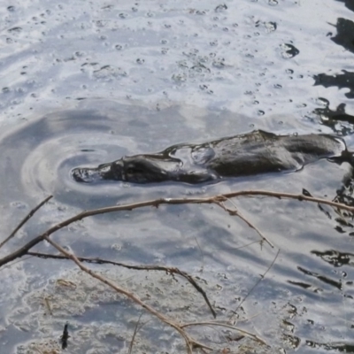 Ornithorhynchus anatinus (Platypus) at Berry, NSW - 3 Feb 2017 by hsheil