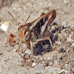 Gastrimargus musicus (Yellow-winged Locust or Grasshopper) at Paddys River, ACT - 7 Jan 2019 by RodDeb