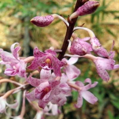 Dipodium roseum (Rosy Hyacinth Orchid) at Paddys River, ACT - 6 Jan 2019 by RodDeb