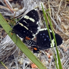 Idalima affinis (A day flying moth) at Paddys River, ACT - 7 Jan 2019 by RodDeb