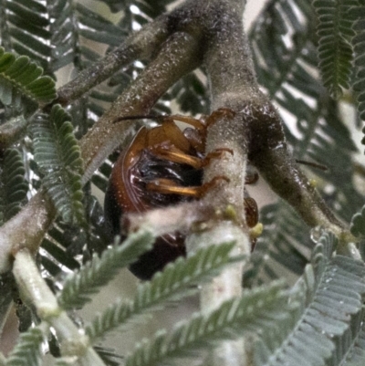 Dicranosterna immaculata (Acacia leaf beetle) at Paddys River, ACT - 8 Jan 2019 by JudithRoach