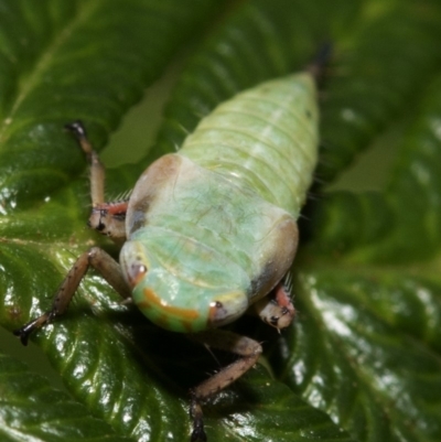 Cicadellidae (family) (Unidentified leafhopper) at Paddys River, ACT - 8 Jan 2019 by JudithRoach