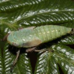 Cicadellidae (family) at Paddys River, ACT - 8 Jan 2019 08:31 AM