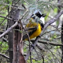 Pachycephala pectoralis (Golden Whistler) at Paddys River, ACT - 7 Jan 2019 by RodDeb