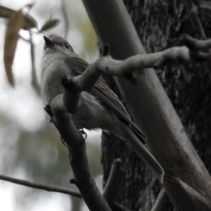 Pachycephala pectoralis at Paddys River, ACT - 7 Jan 2019