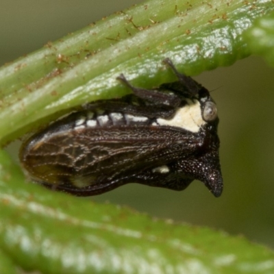 Ceraon sp. (genus) (2-horned tree hopper) at Paddys River, ACT - 7 Jan 2019 by JudithRoach