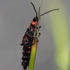 Carphurus sp. (genus) (Soft-winged flower beetle) at Paddys River, ACT - 7 Jan 2019 by JudithRoach