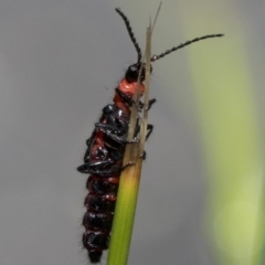 Carphurus sp. (genus) (Soft-winged flower beetle) at Paddys River, ACT - 8 Jan 2019 by JudithRoach