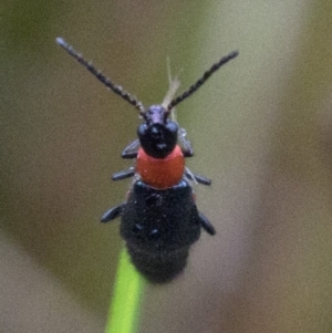 Carphurus sp. (genus) at Paddys River, ACT - 8 Jan 2019