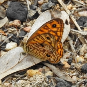 Geitoneura acantha at Paddys River, ACT - 7 Jan 2019 10:22 AM