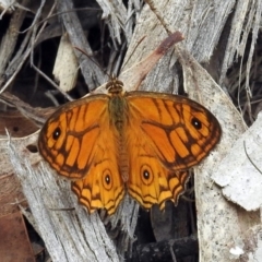 Geitoneura acantha at Paddys River, ACT - 7 Jan 2019 10:22 AM