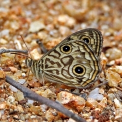 Geitoneura acantha at Paddys River, ACT - 7 Jan 2019