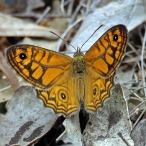 Geitoneura acantha at Paddys River, ACT - 7 Jan 2019 10:22 AM