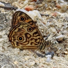 Geitoneura acantha at Paddys River, ACT - 7 Jan 2019 10:22 AM