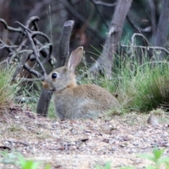 Oryctolagus cuniculus (European Rabbit) at Paddys River, ACT - 7 Jan 2019 by RodDeb