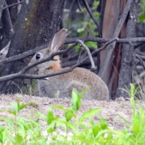 Oryctolagus cuniculus at Paddys River, ACT - 7 Jan 2019 01:18 PM