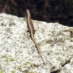 Eulamprus heatwolei at Paddys River, ACT - 7 Jan 2019