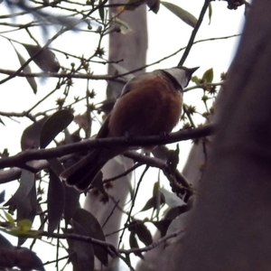 Pachycephala rufiventris at Paddys River, ACT - 7 Jan 2019